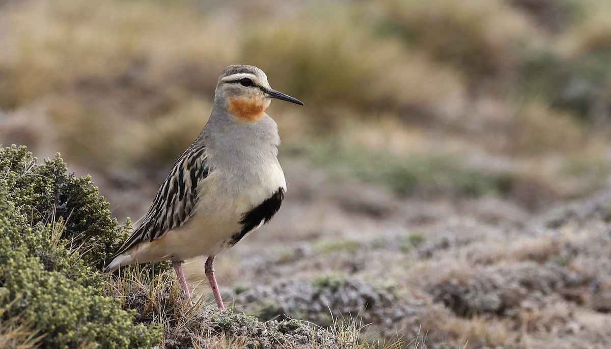 Tawny-throated Dotterel - Pavel Parkhaev