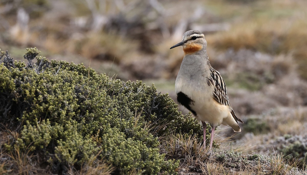 Tawny-throated Dotterel - Pavel Parkhaev