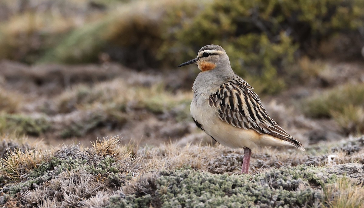 Tawny-throated Dotterel - ML611983452