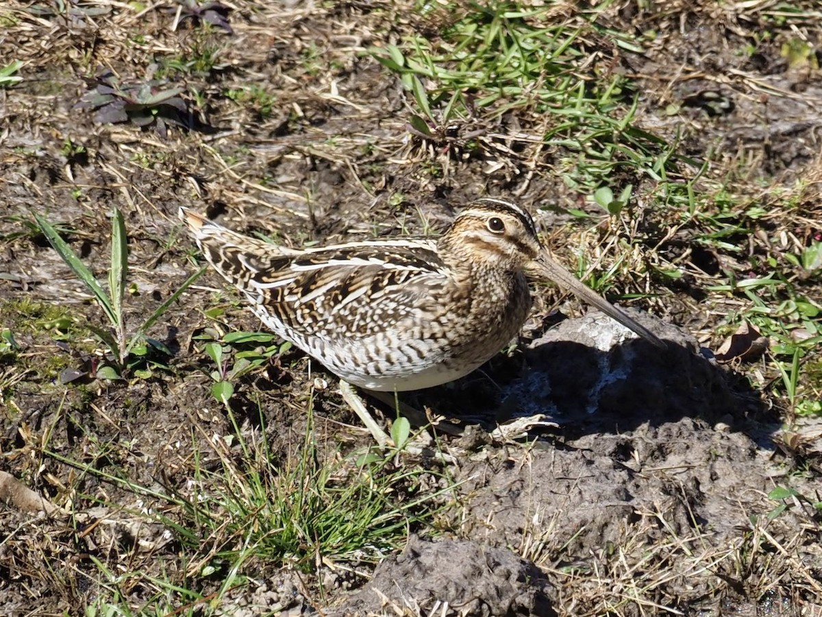 Wilson's Snipe - ML611983609