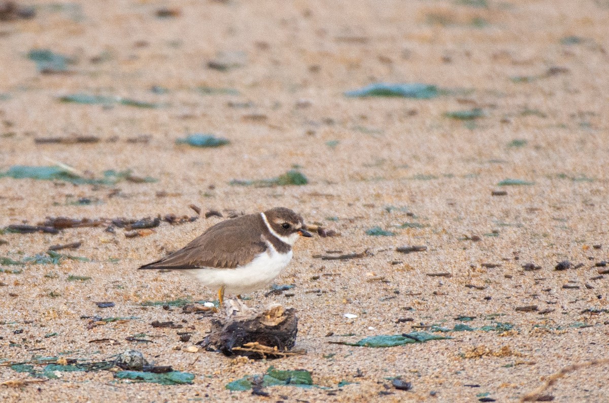 Semipalmated Plover - ML611983678
