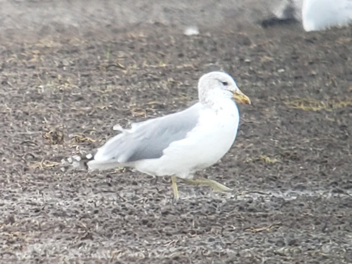 California Gull - ML611983727