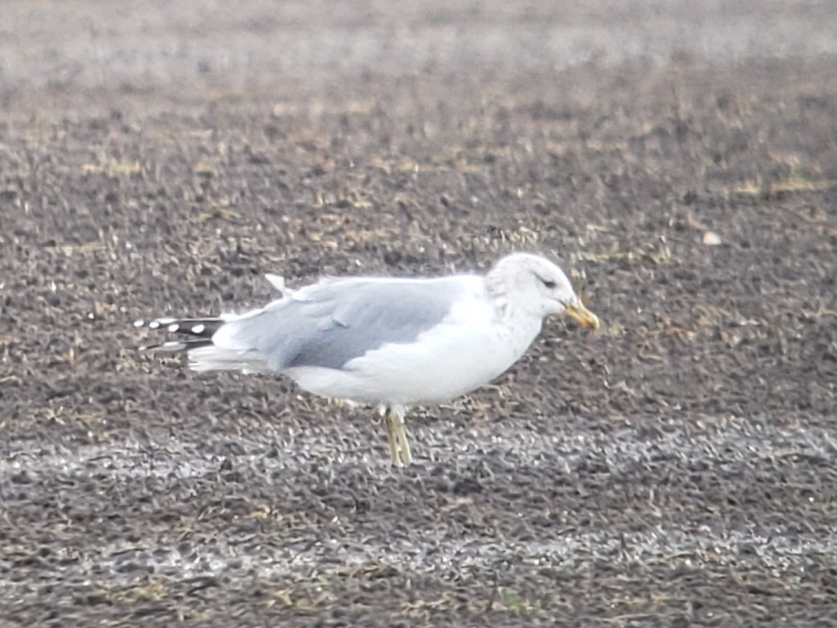 Gaviota Californiana - ML611983741