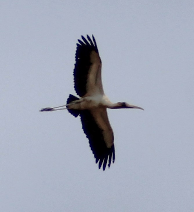 Wood Stork - ML611983842