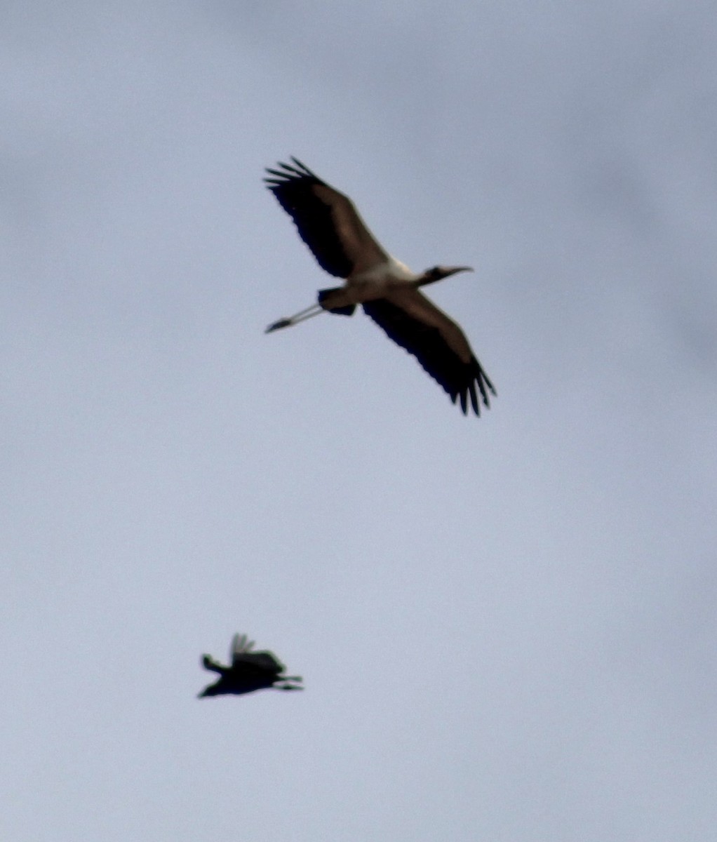 Wood Stork - ML611983843