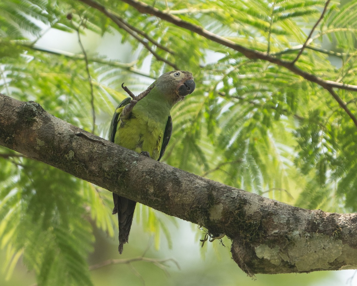 Conure de Weddell - ML611983869