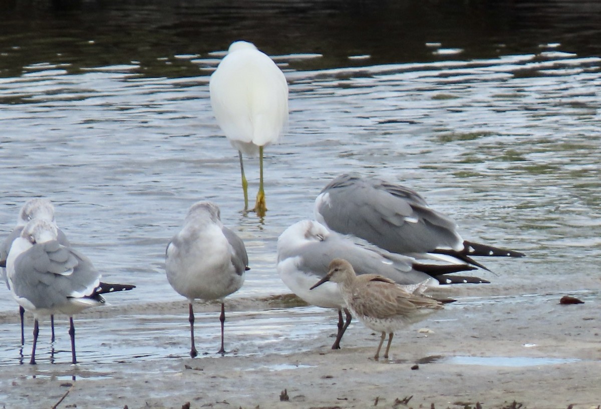 Red Knot - ML611983918