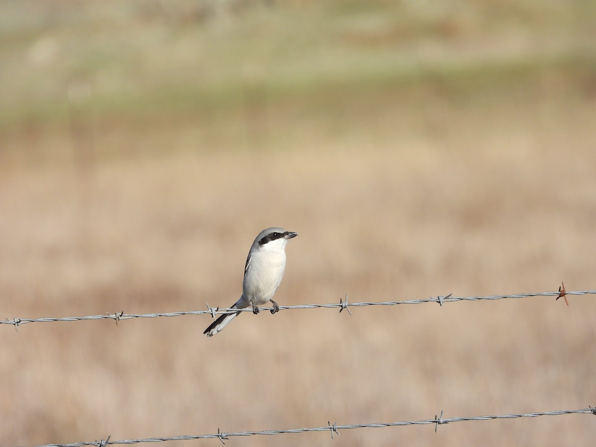 Loggerhead Shrike - ML611983922