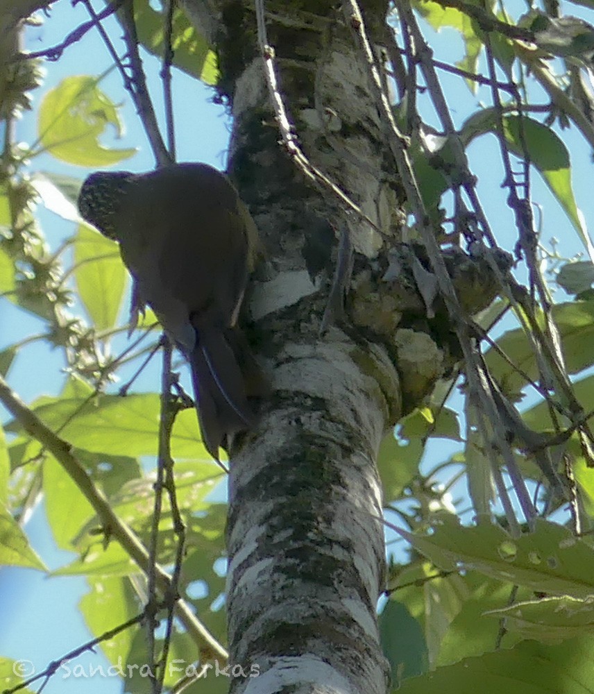 Planalto Woodcreeper - Sandra Farkas