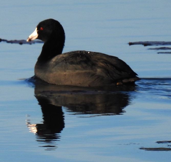 American Coot - Bobby Ingram