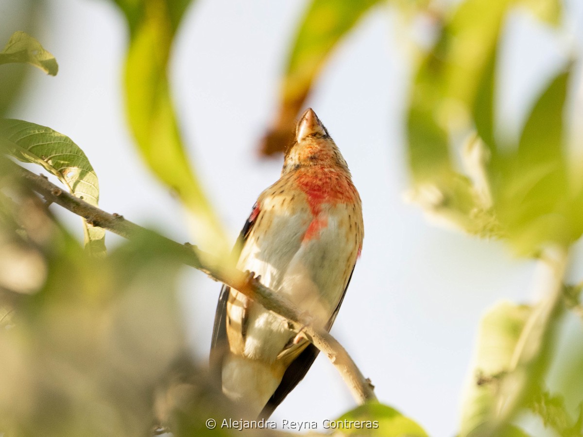 Rose-breasted Grosbeak - ML611983989