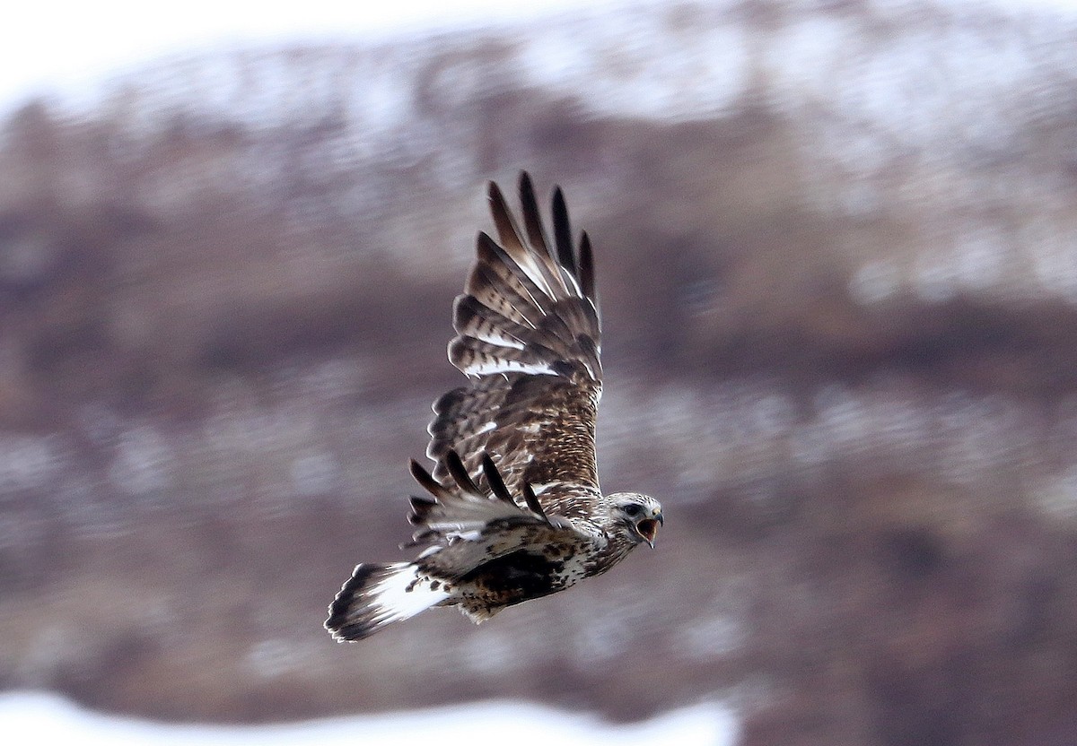 Rough-legged Hawk - ML611983997