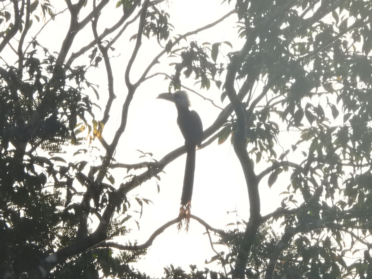 Western Long-tailed Hornbill - ML611984069