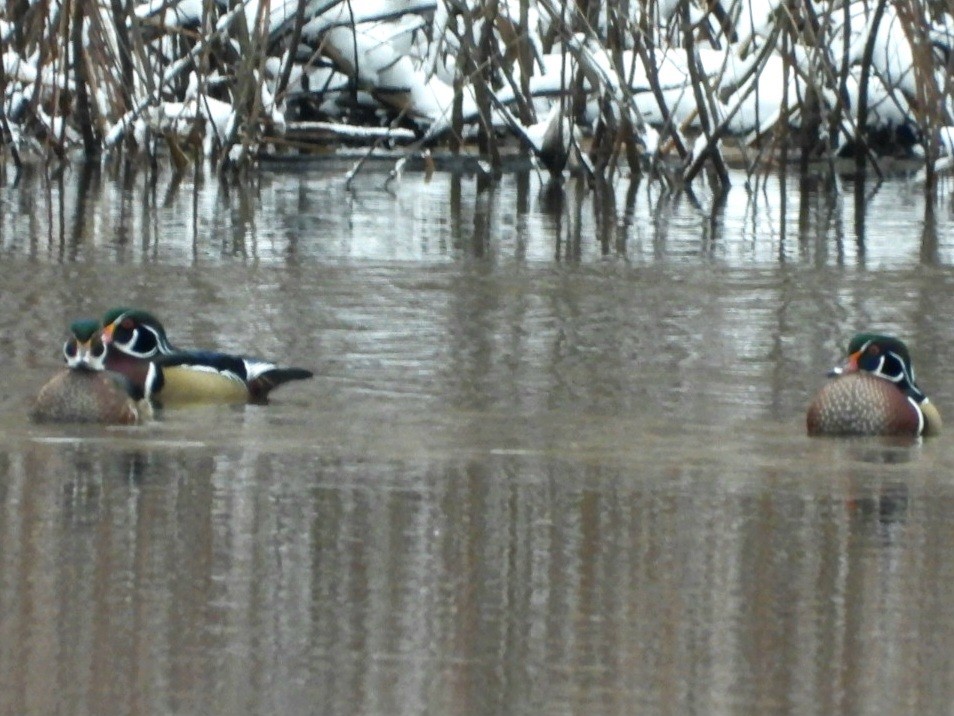 Wood Duck - ML611984129