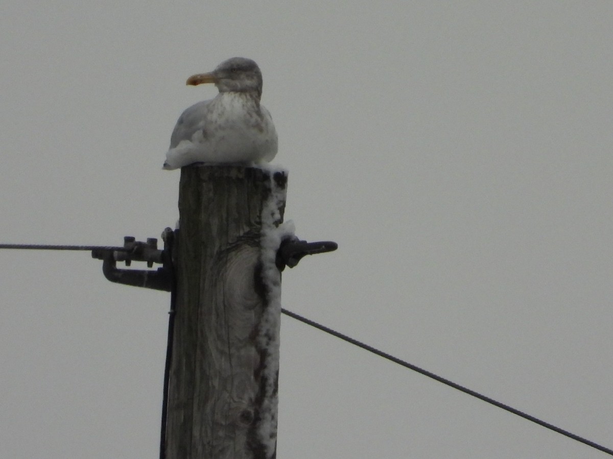 Herring Gull - ML611984140