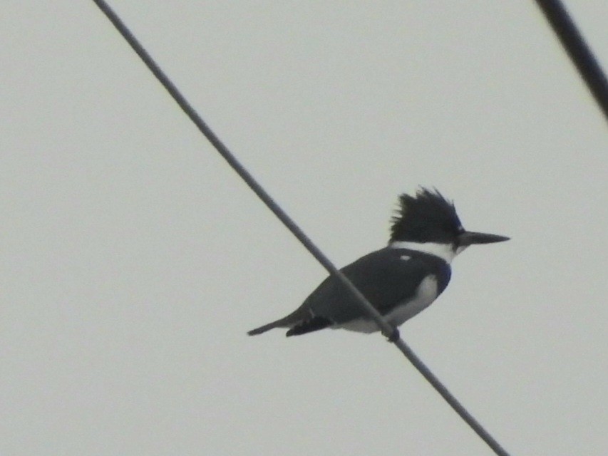Belted Kingfisher - ML611984150