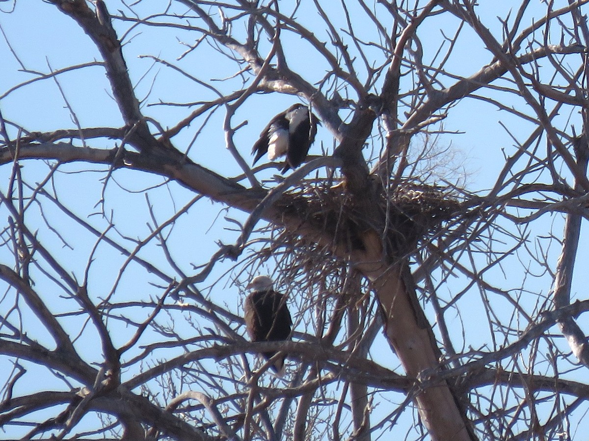 Bald Eagle - ML611984155