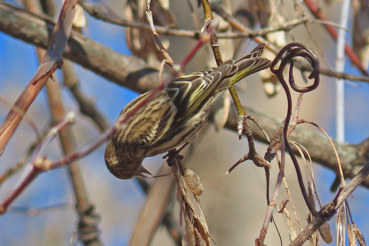 Pine Siskin - ML611984164