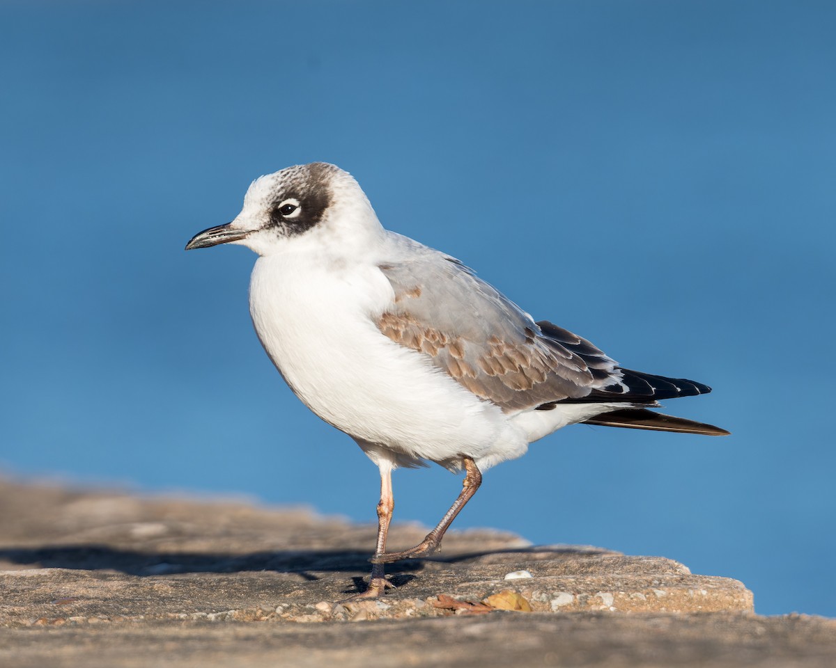 Franklin's Gull - Greg Walker