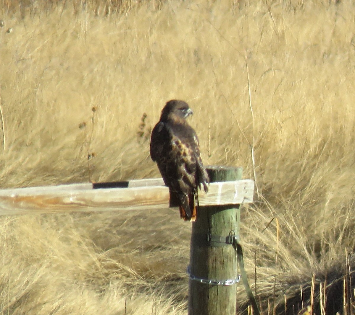 Red-tailed Hawk - Steve VanLoh