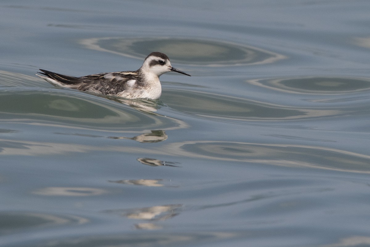 Red-necked Phalarope - ML611984223