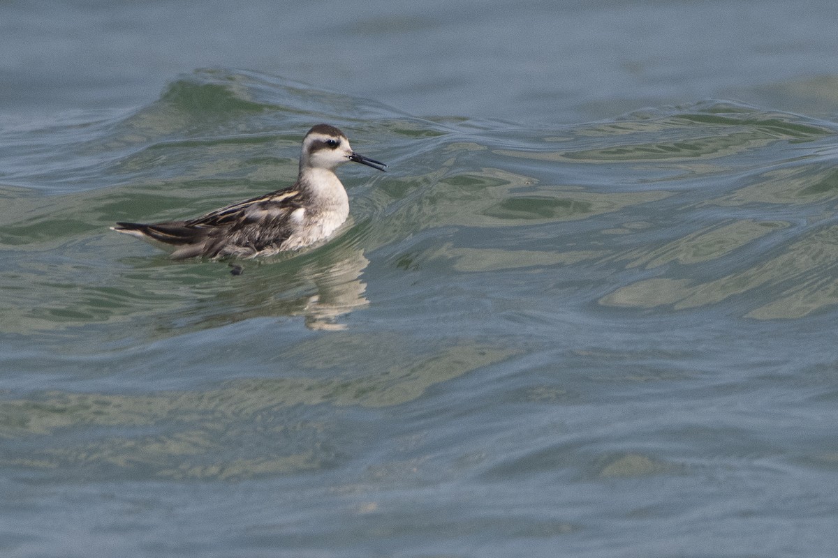 Red-necked Phalarope - ML611984226