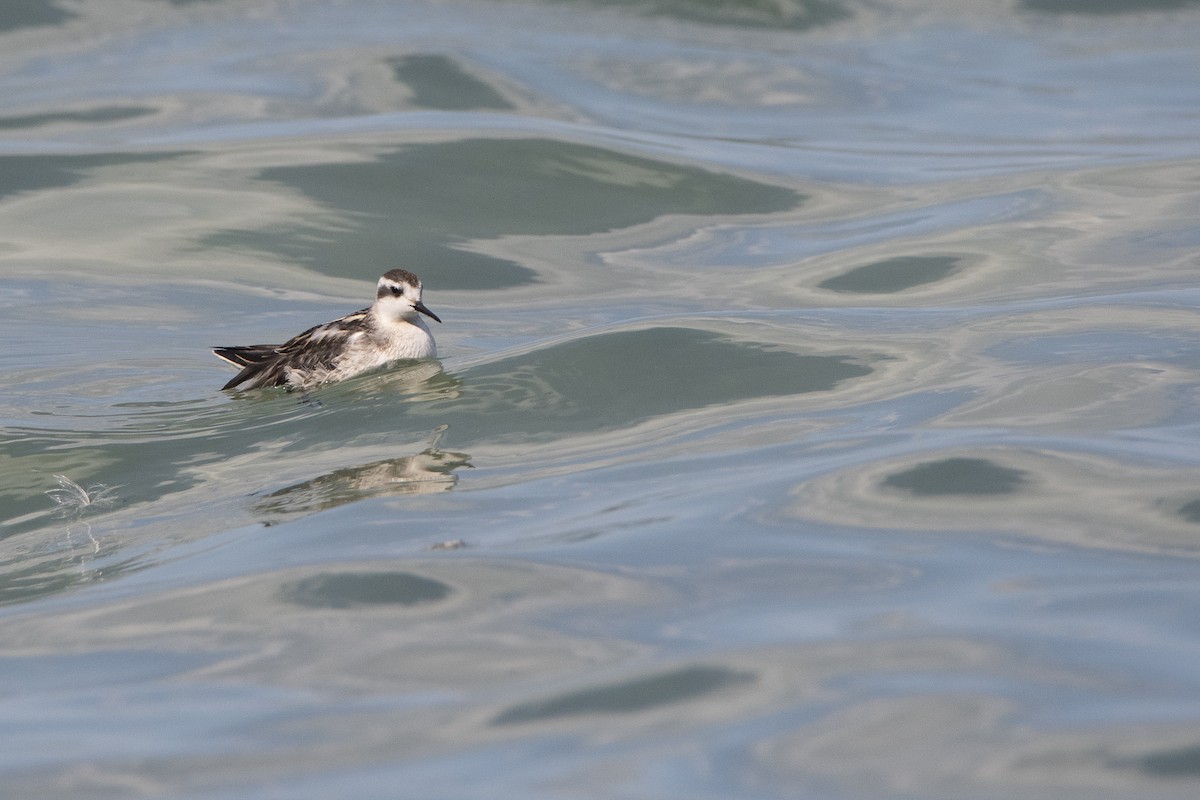 Red-necked Phalarope - ML611984227