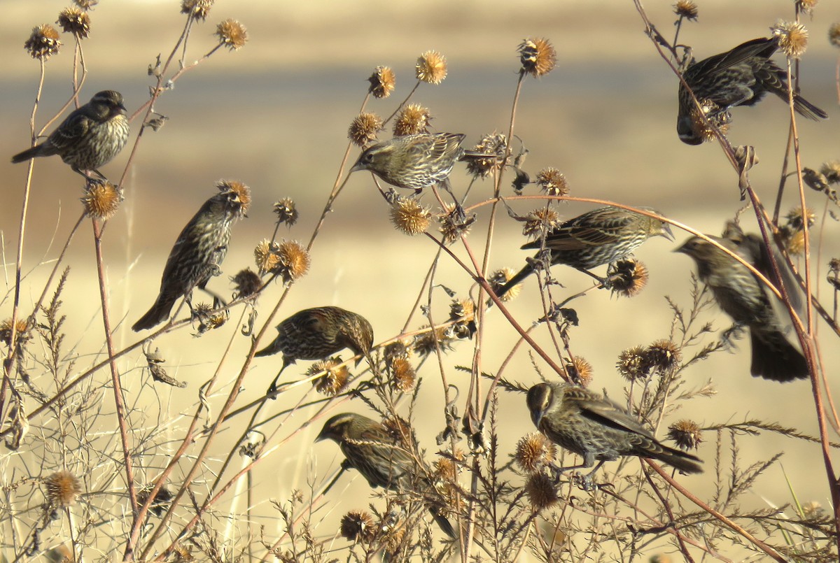 Red-winged Blackbird - ML611984262