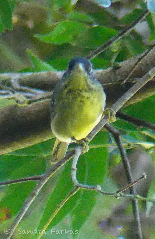 Spot-breasted Antvireo - ML611984281