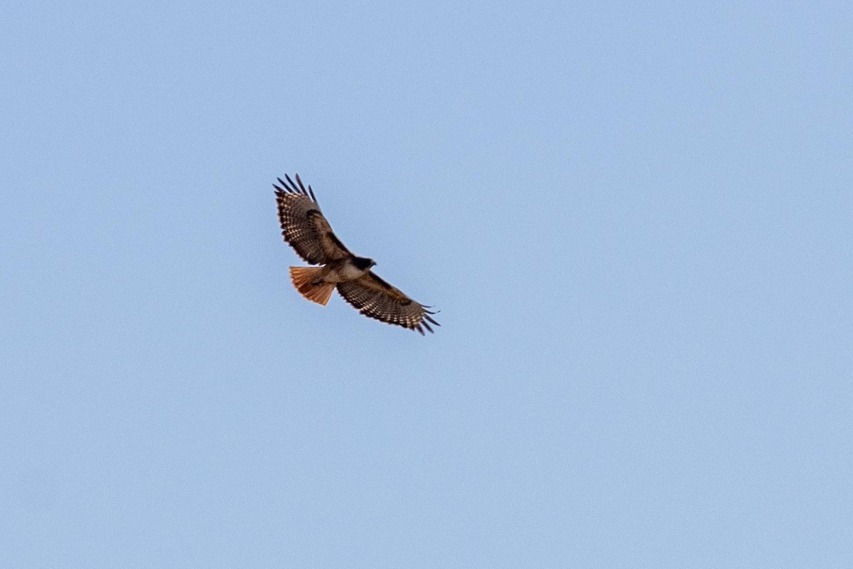 Red-tailed Hawk - ML611984313