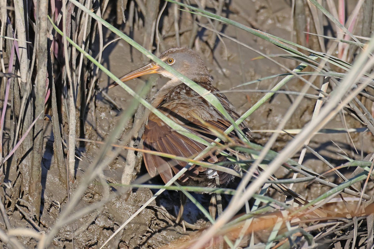 Clapper Rail - ML611984398