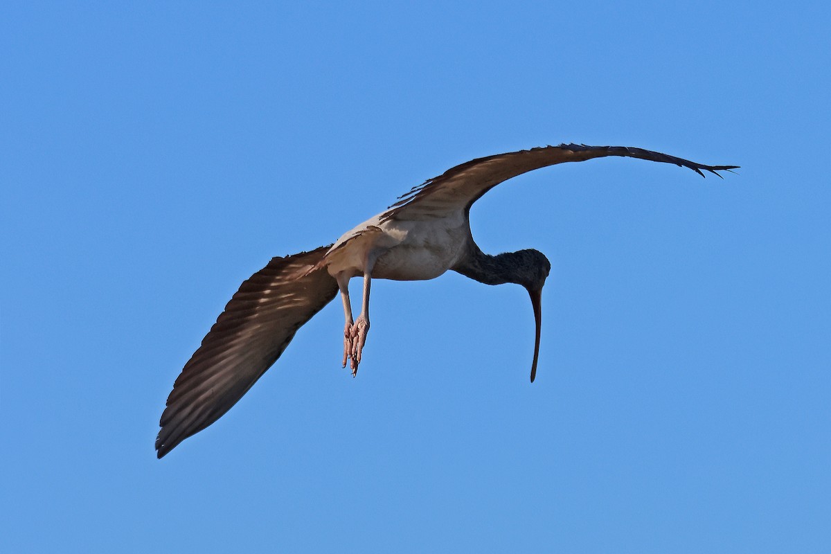 ibis bílý - ML611984411