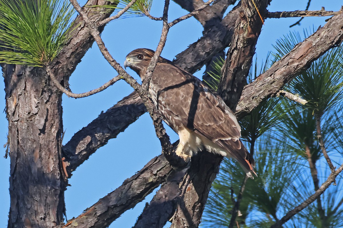 Red-tailed Hawk - ML611984455
