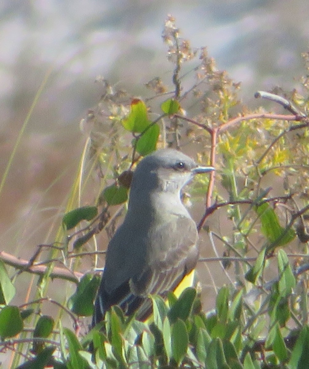 tyran západní - ML611984456