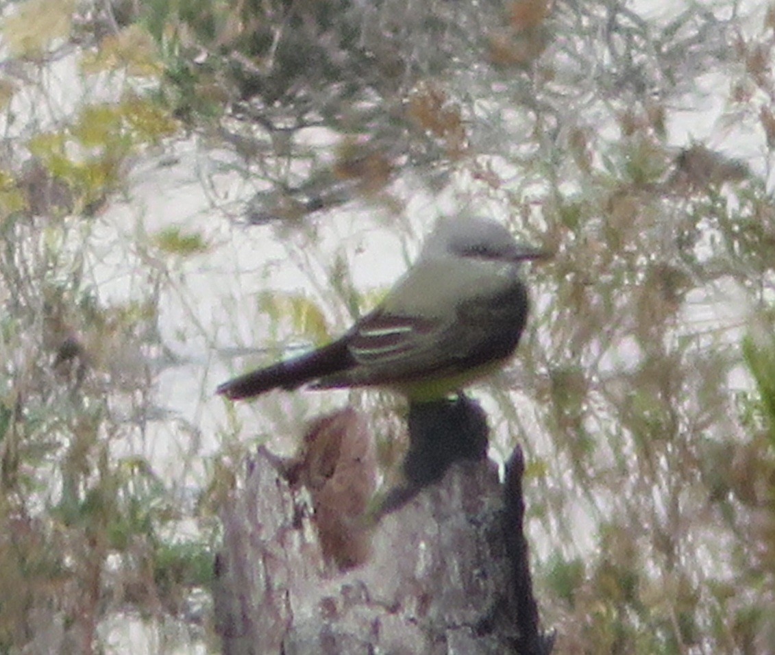 tyran západní - ML611984457