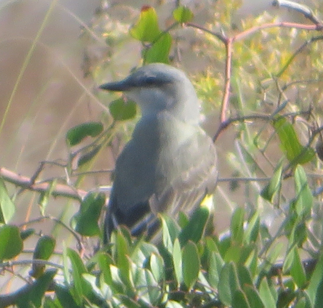 Western Kingbird - Bob Snow