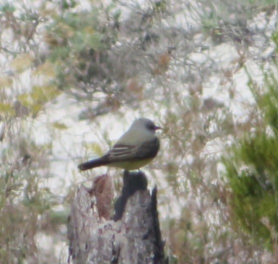 tyran západní - ML611984459