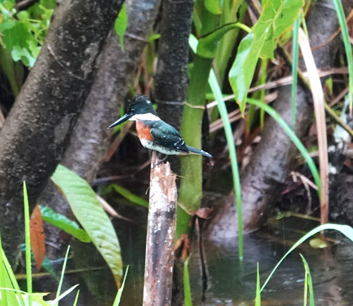 Green Kingfisher - ML611984462