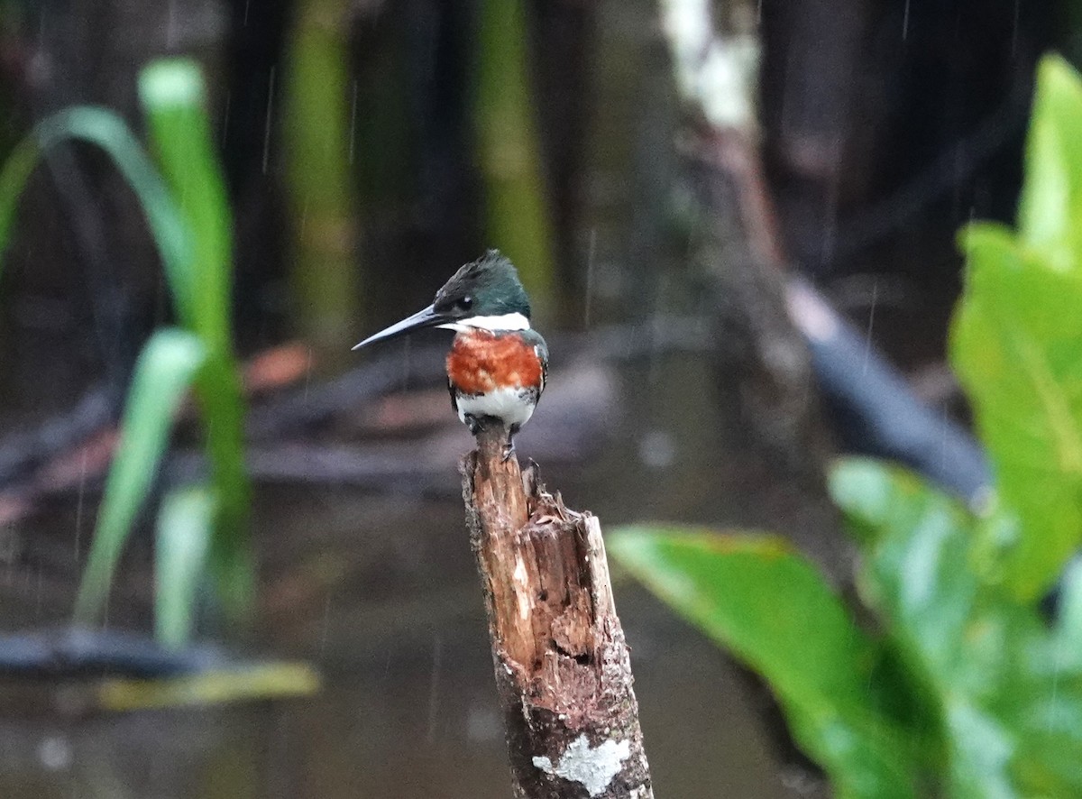 Green Kingfisher - ML611984467