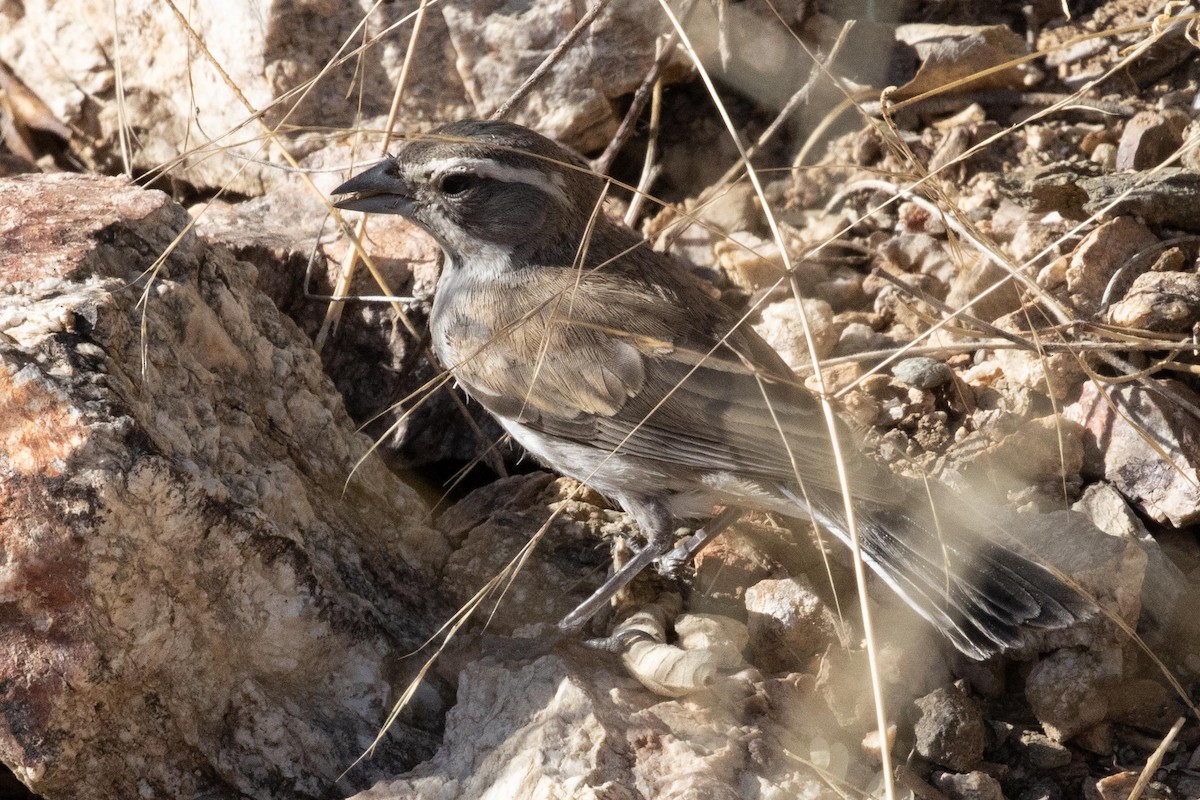 Black-throated Sparrow - ML611984542