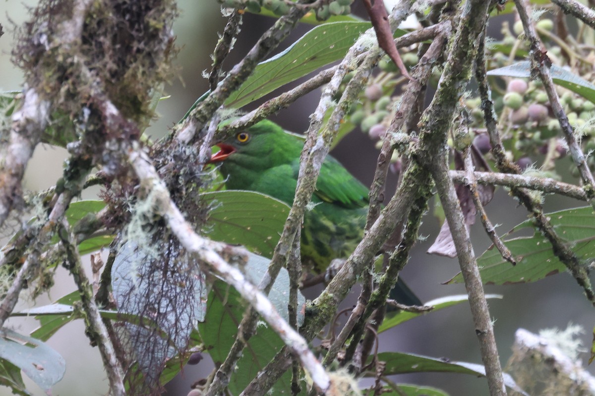 Cotinga de Lubomirsk - ML611984617