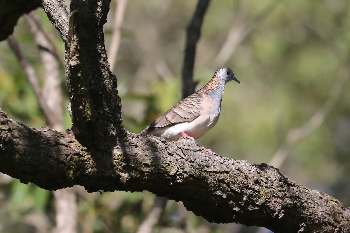 Bar-shouldered Dove - ML611984705