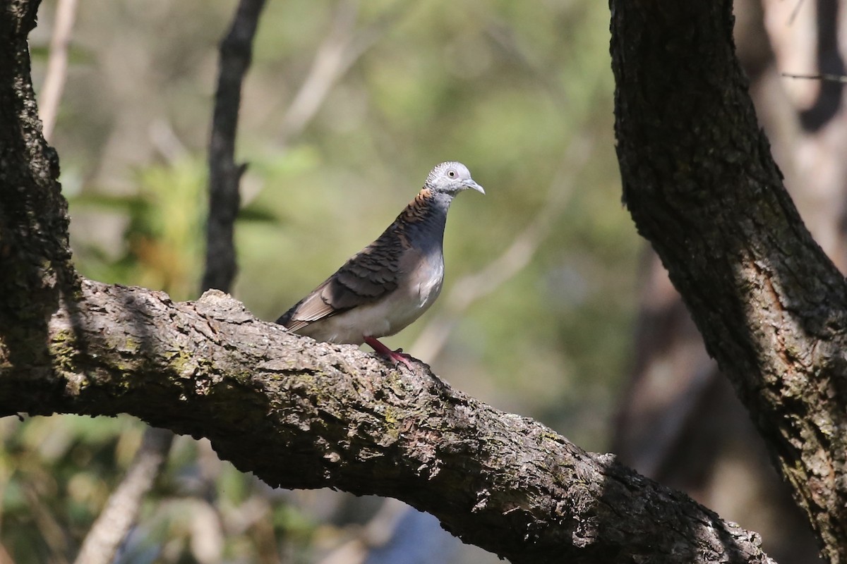 Bar-shouldered Dove - ML611984707