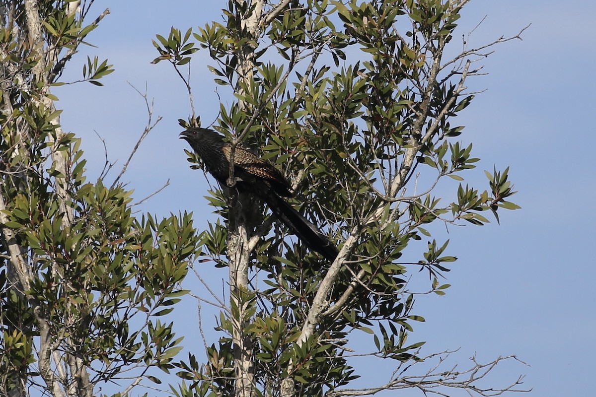 Pheasant Coucal - ML611984711