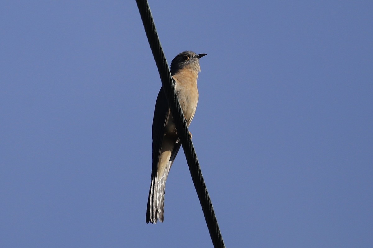 Fan-tailed Cuckoo - Jim Stone