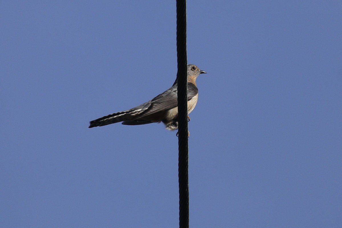 Fan-tailed Cuckoo - ML611984716