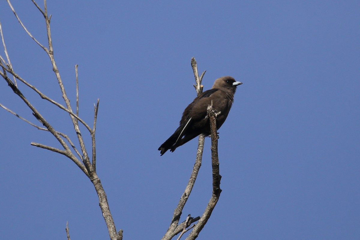 Dusky Woodswallow - ML611984739