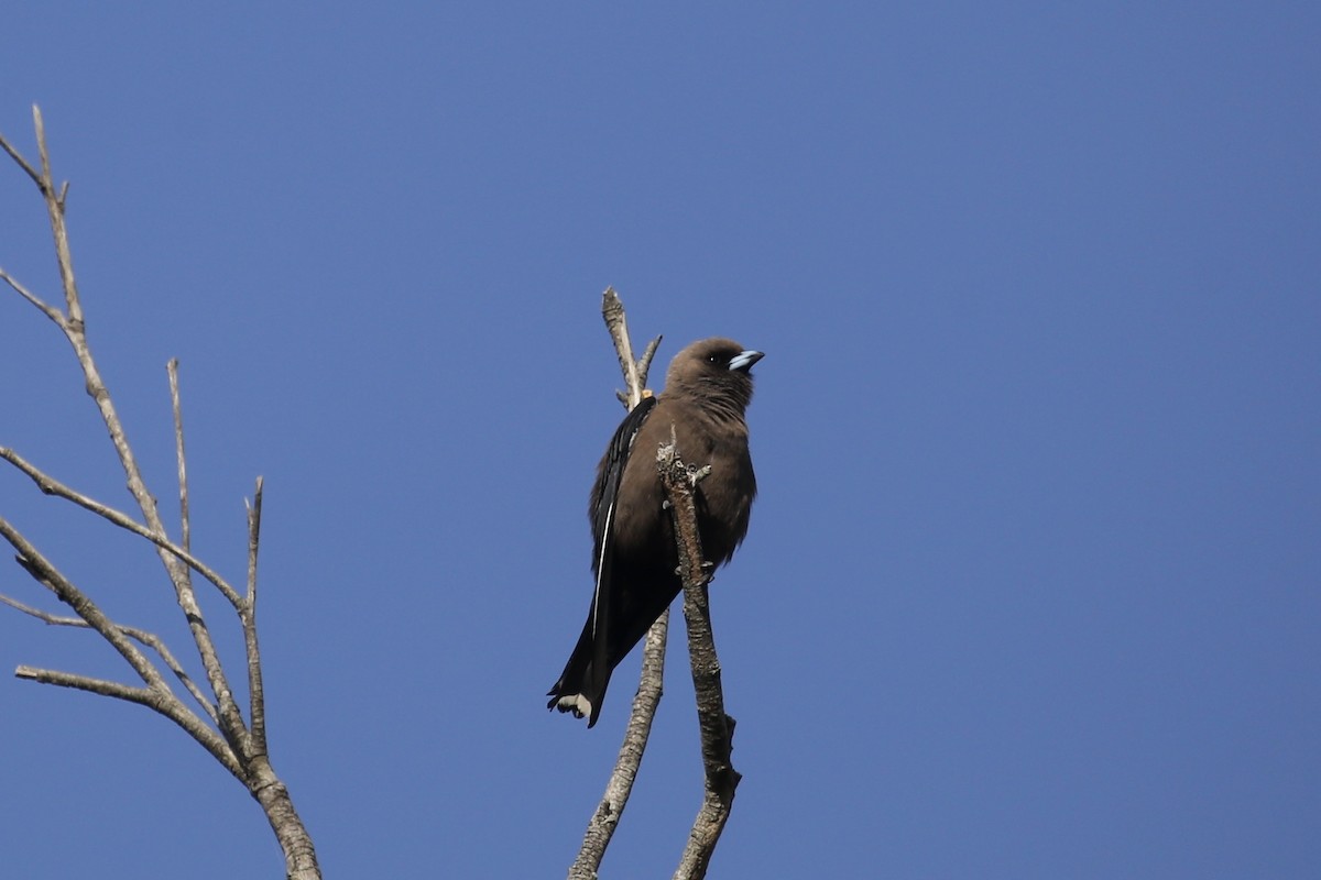 Dusky Woodswallow - ML611984741