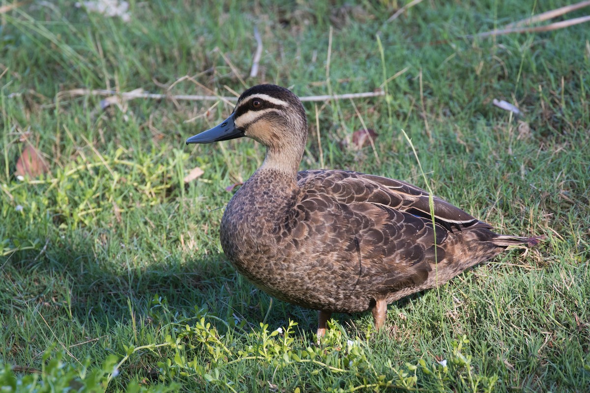 kachna pruhohlavá - ML611984816