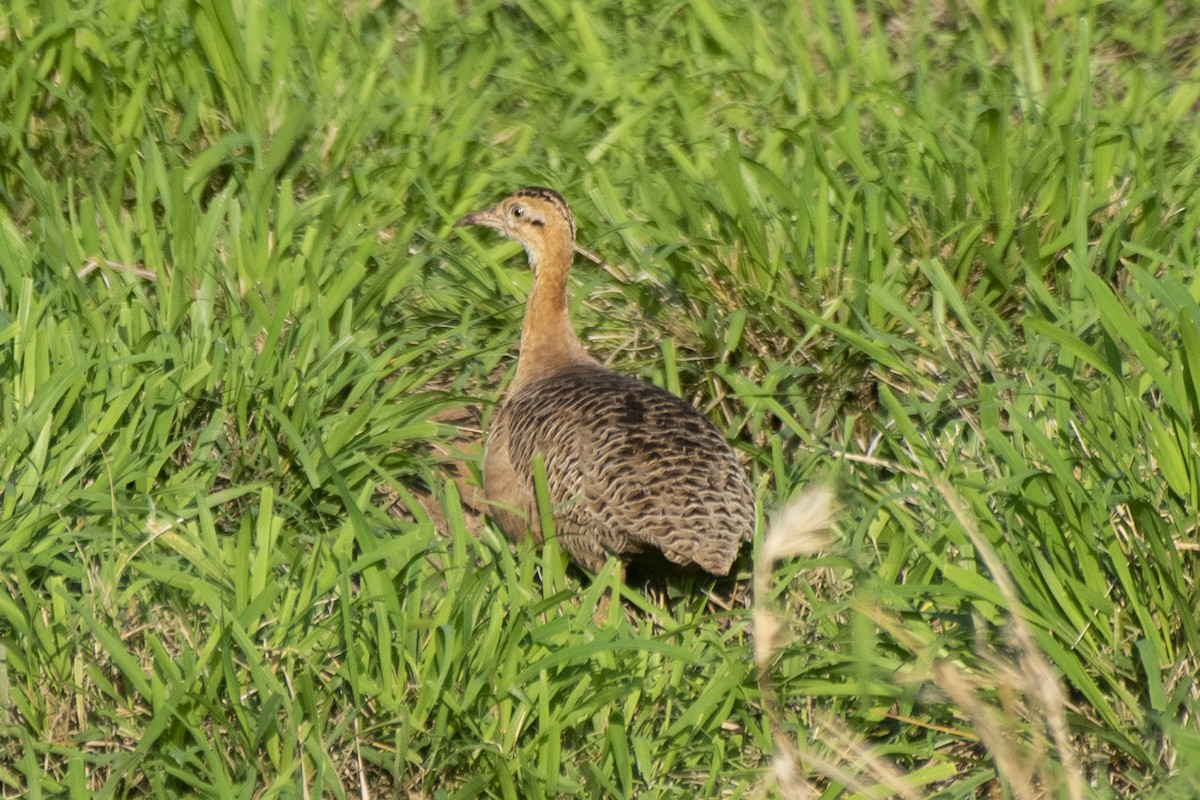 Red-winged Tinamou - ML611984817